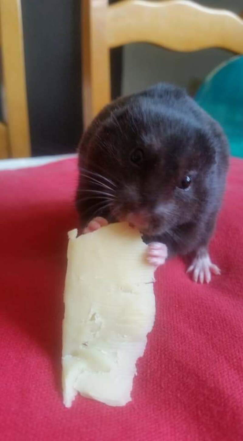 Svart hamster som har lite ost