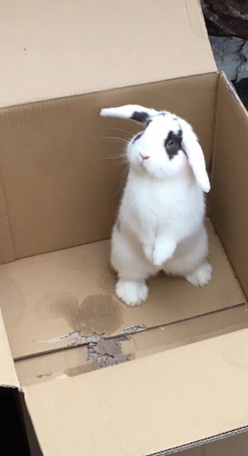 a white mini lop bunny rabbit with black spots stood on it's hind legs in a box