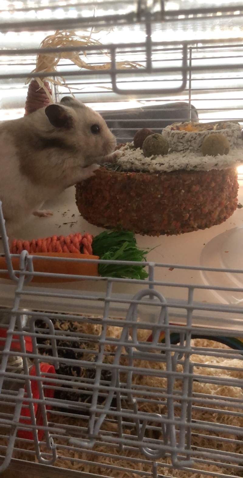 Paco est très content de son gâteau d’anniversaire ! 