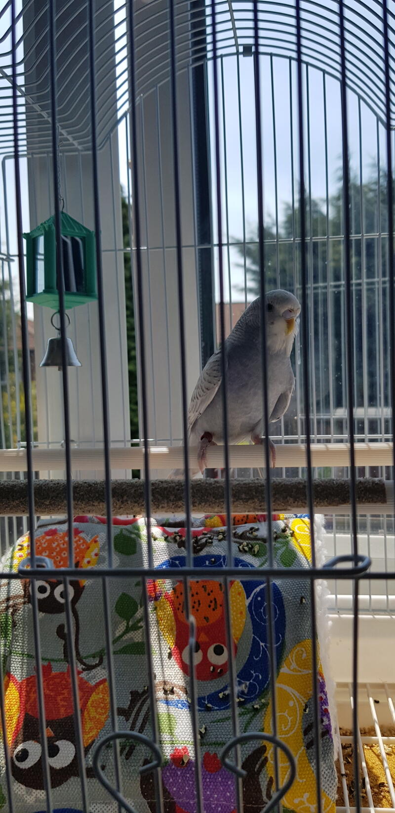 a small grey budgie in an outdoor aviary perched on a wooden stand
