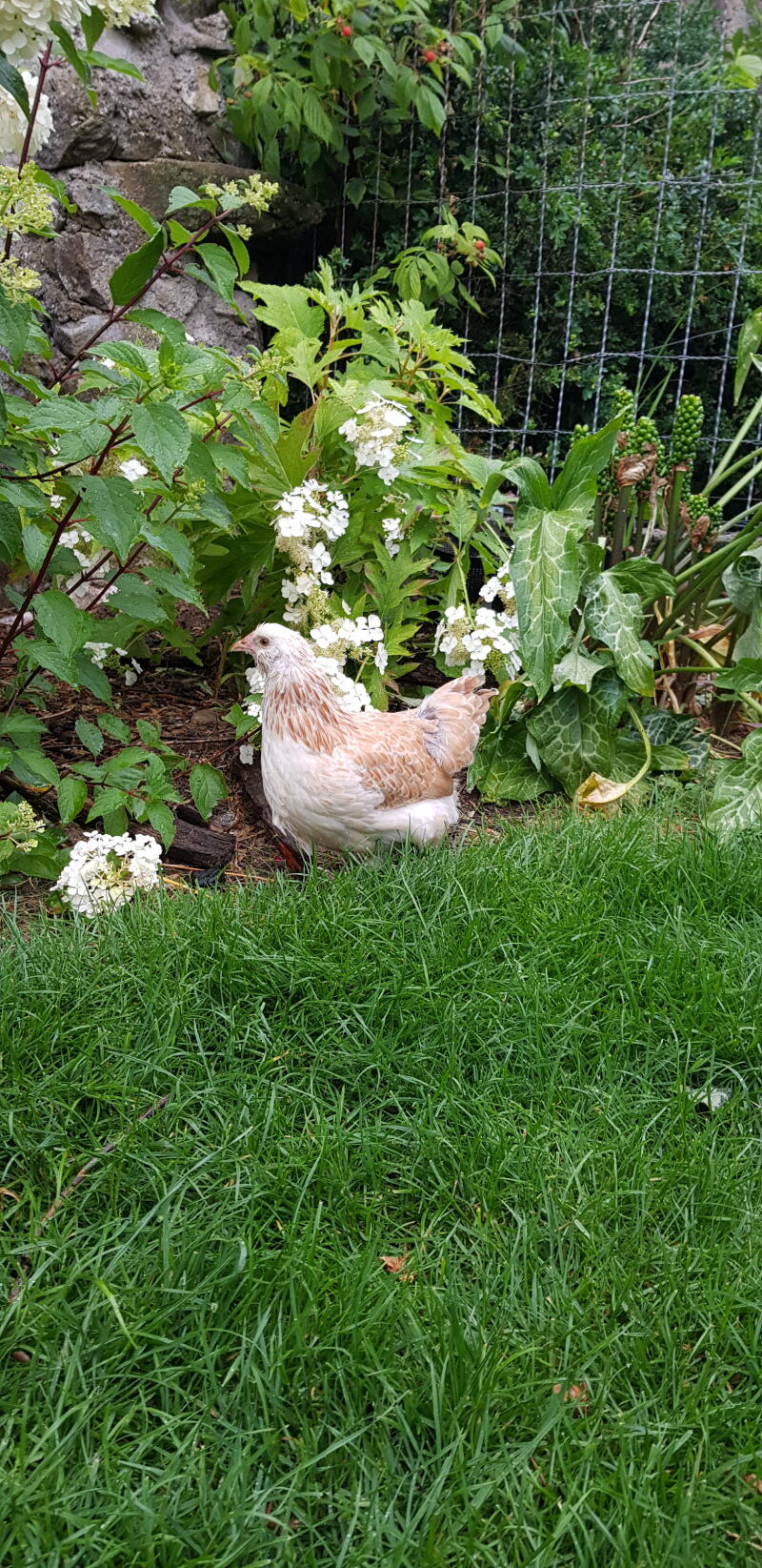 A white and brown chicken in a garden behind netting