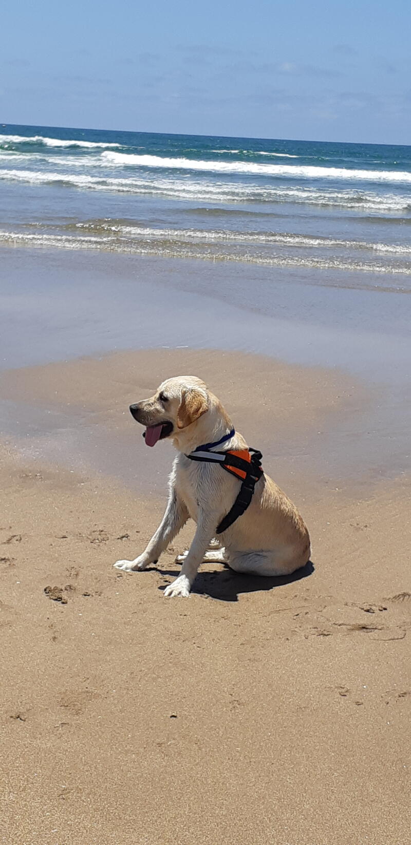 Labrador with Harness on at the beach