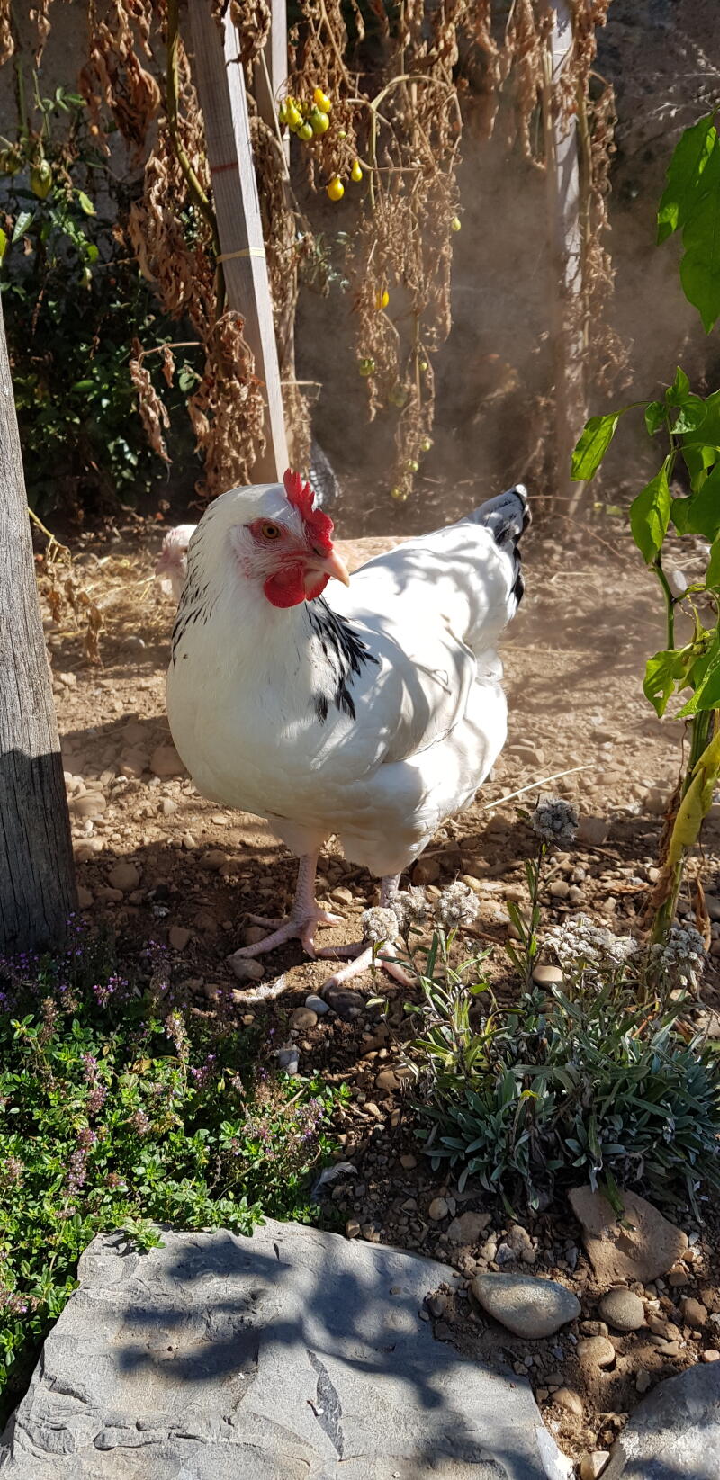 Een witte kip op een tuin