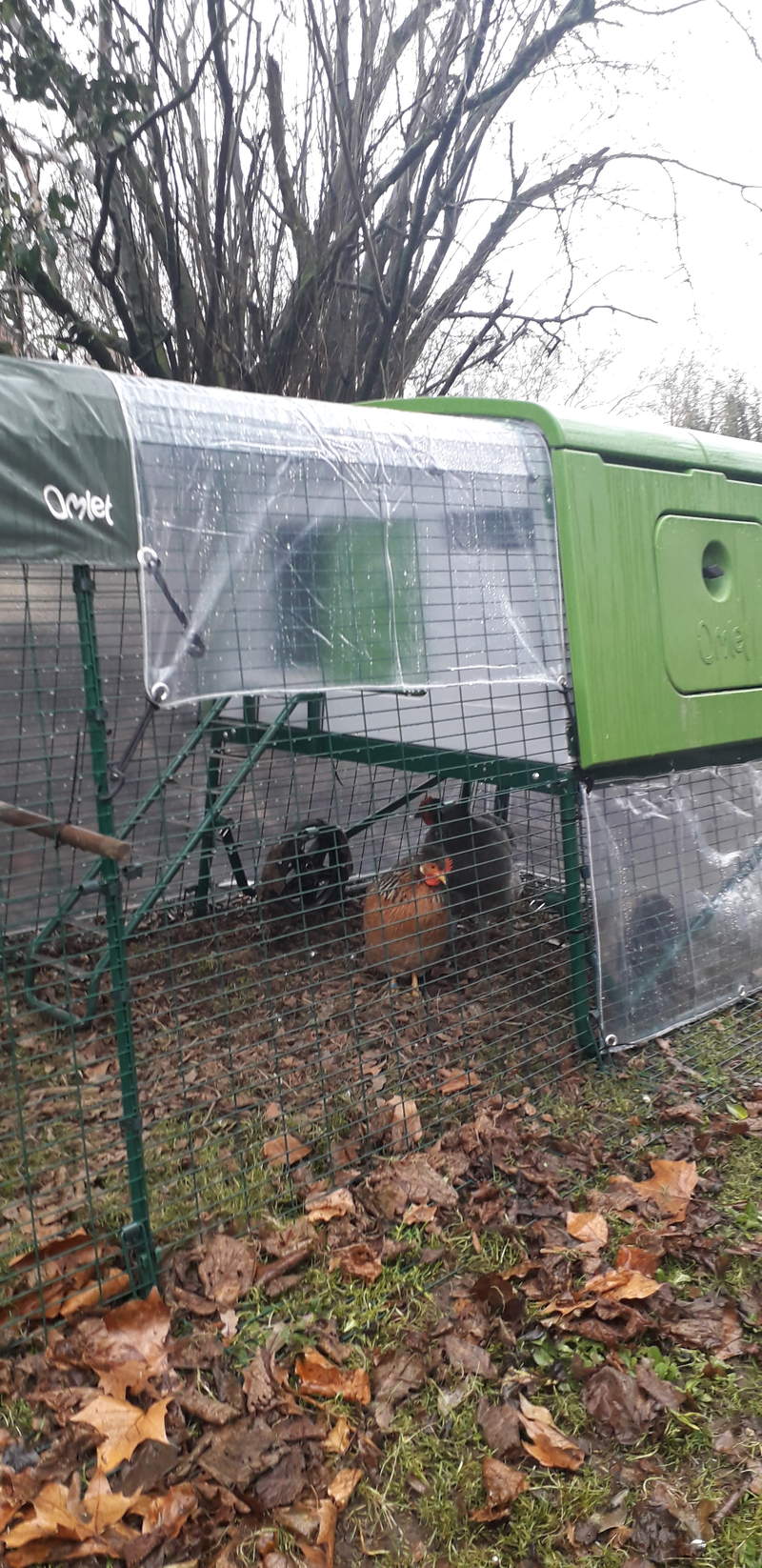 a large green eglu cube chicken coop with a run attached and covers over the top