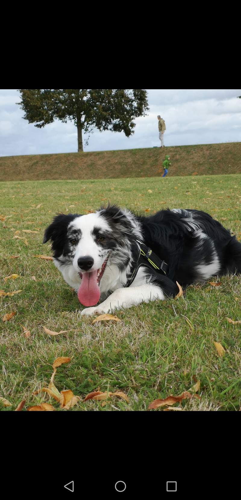 Een zwart-witte hond die op het gras in een veld ligt