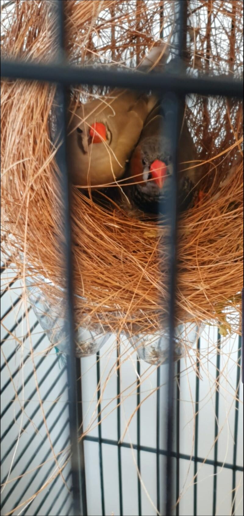 Finches breeding in nest