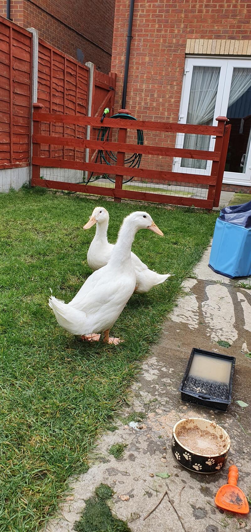 two ducks on a lawn next to a patio in a garden