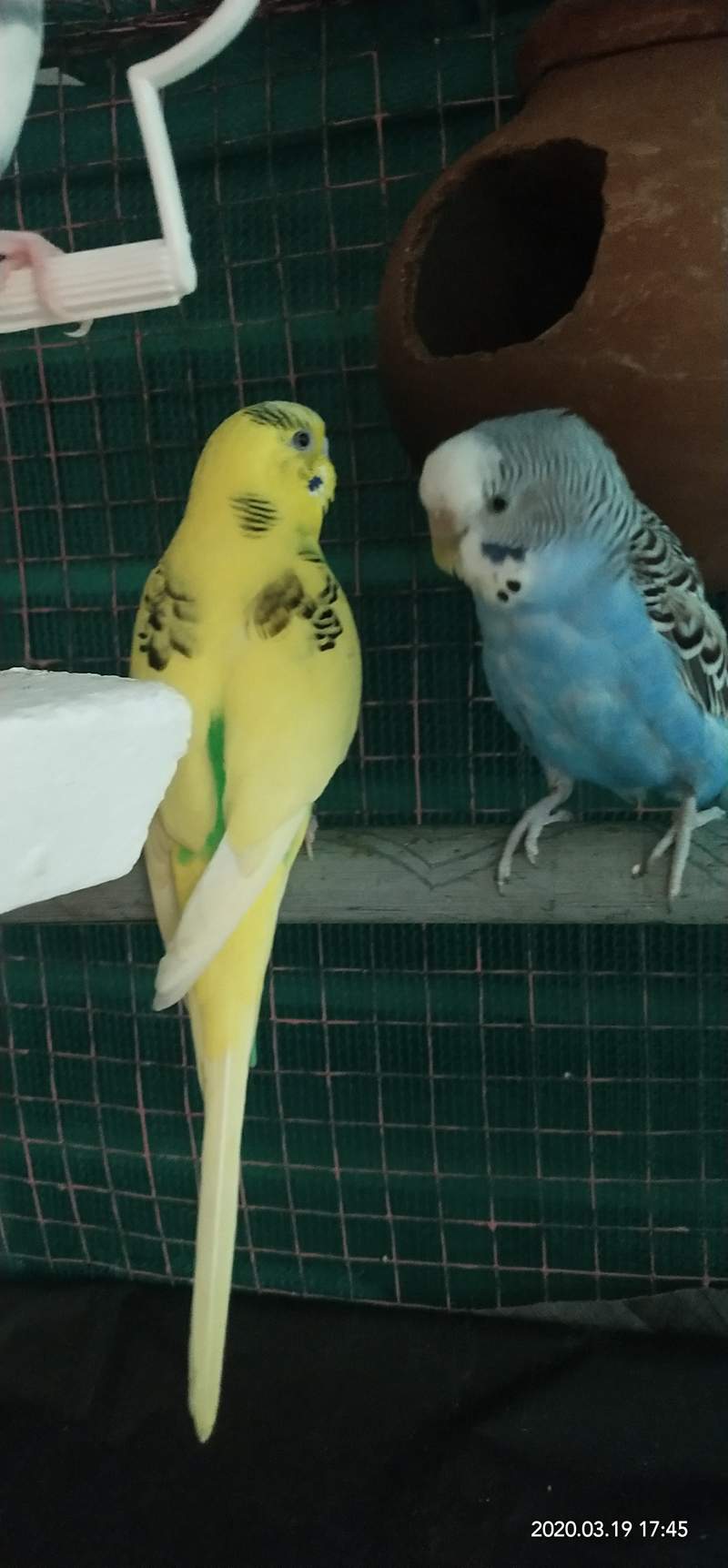 a yellow and a blue budgie stood on a perch together