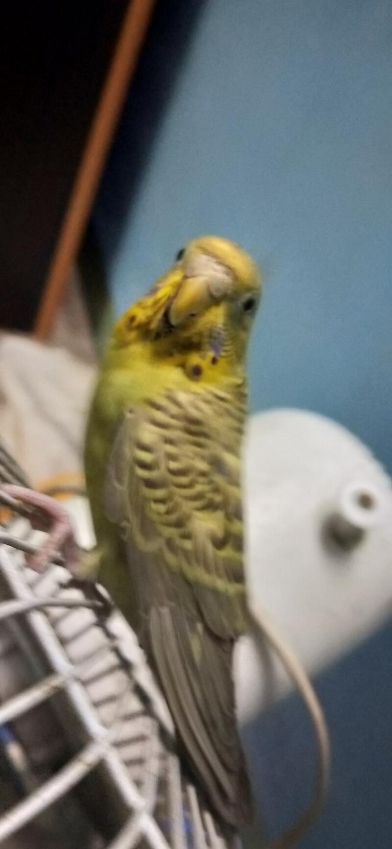 Budgie on cage