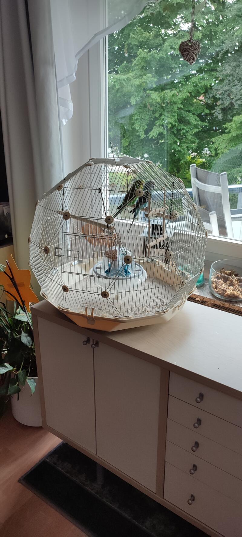 Two birds in a white cage