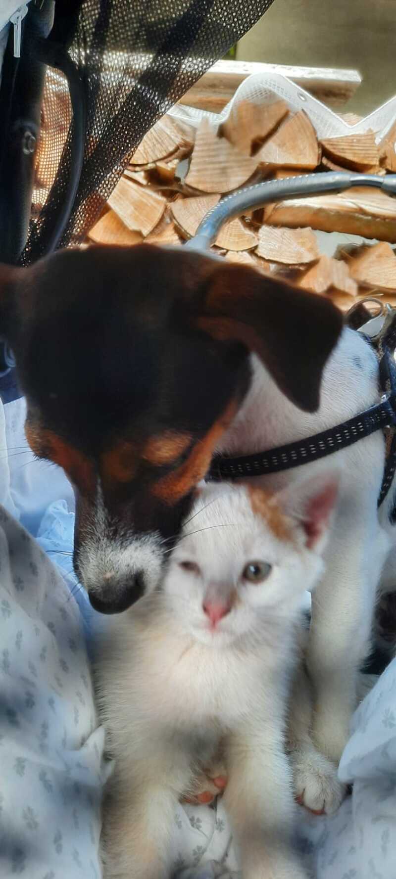 Katze und hund beim kuscheln