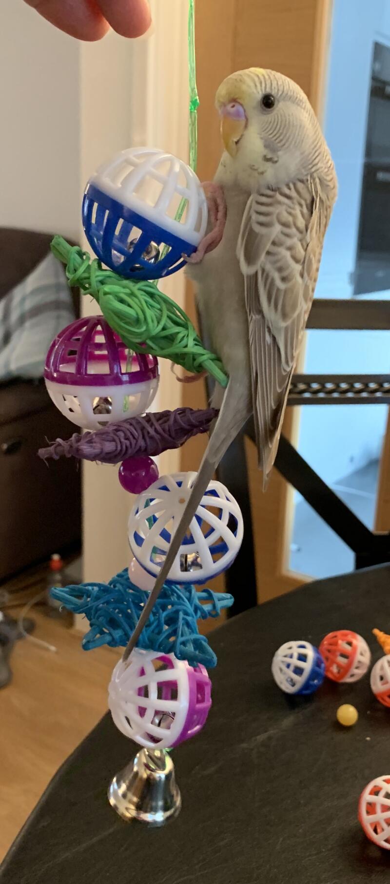 A budgie hanging from a tree made of plastic balls and stars