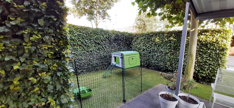A chicken fencing in a garden, a green coop inside