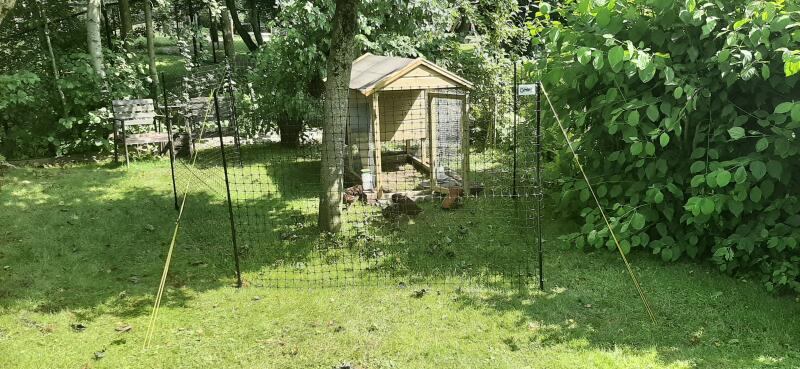 Un recinto per polli installato in un giardino, intorno a un albero e un pollaio