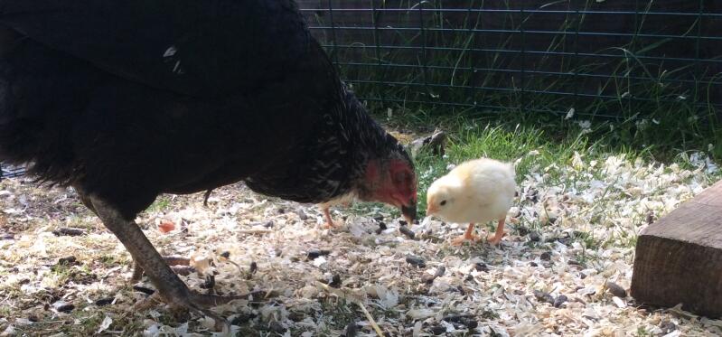 Najwspanialszą rzeczą, jaką kiedykolwiek zobaczysz podczas trzymania kurczaków, jest więź między matką a jej pisklętami.