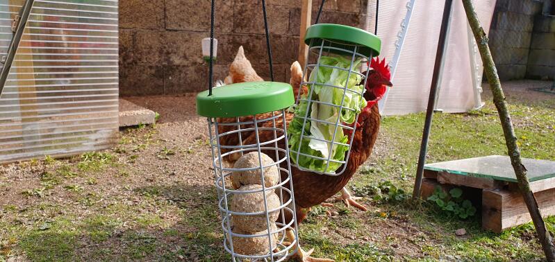 chickens eating nutrition balls and lettuce from a hanging treat caddi