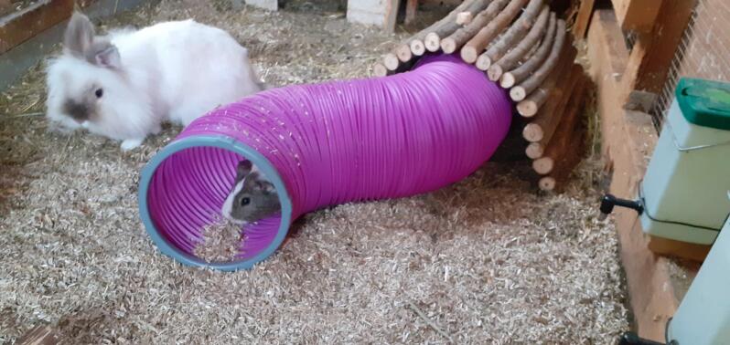 świnka morska w różowym tunelu do zabawy