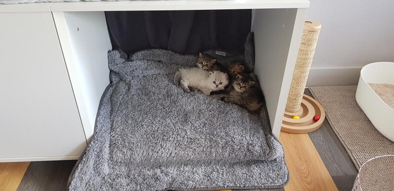 Kattunger som legger seg i Omlet Maya Nook