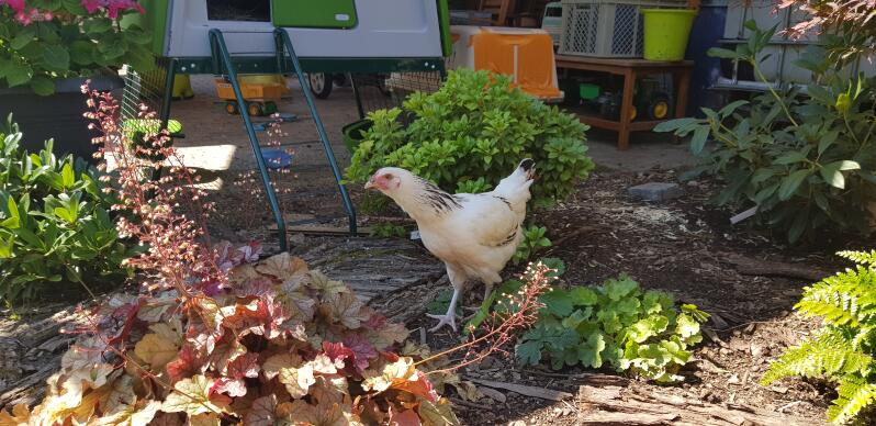 A white chicken in a garden with a Eglu Cube behind it