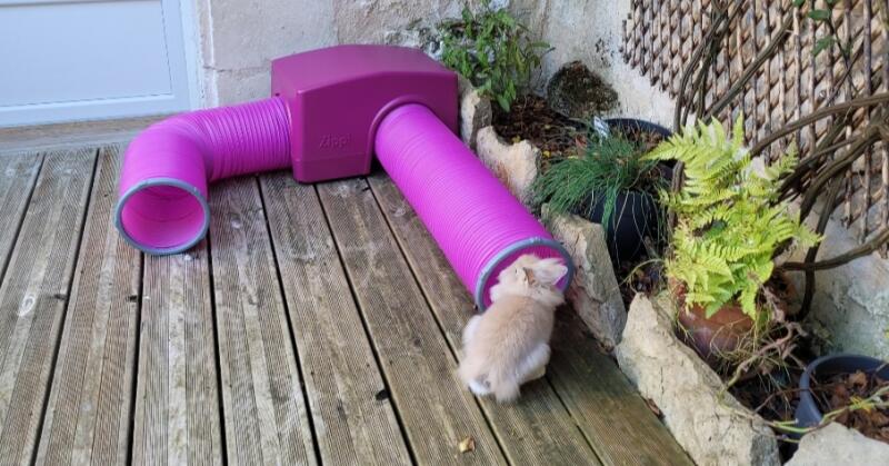 A rabbit playing in its pink shelter and tunnels
