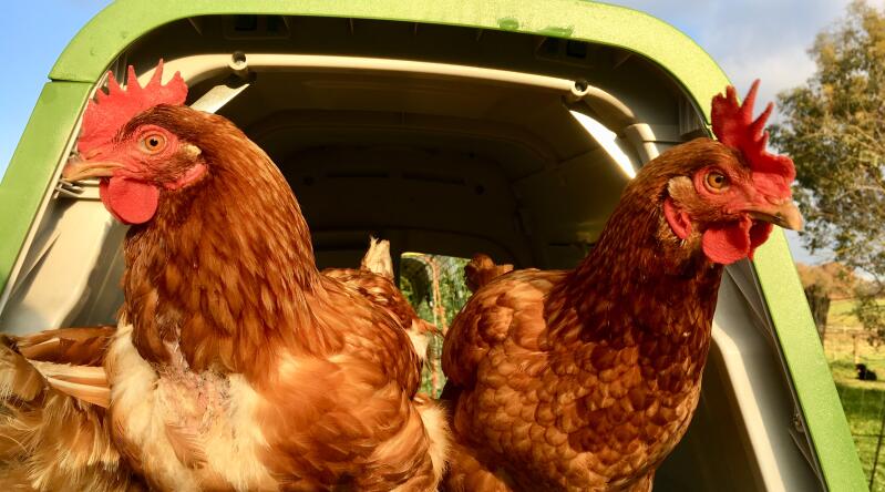 two orange chickens in a green go chicken coop