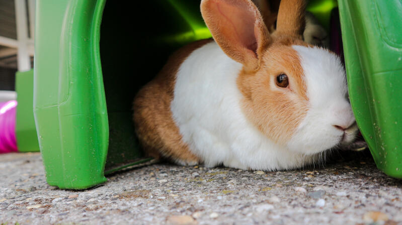 A rabbit sitting inside a rabbit shelter.