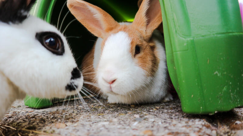 Two rabbit sitting inside an rabbit shelter.