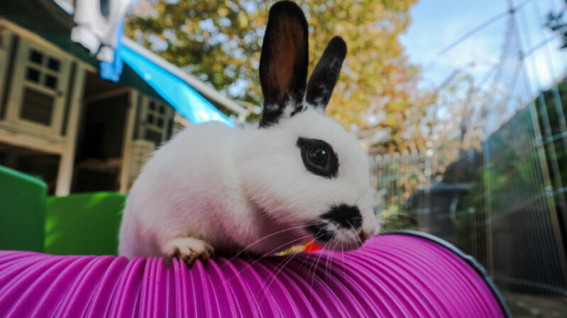 Un coniglio che si arrampica su una galleria per conigli.