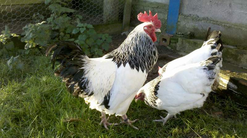 Two chickens in garden