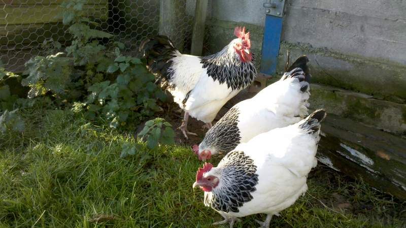 Trzy kurczaki w ogrodzie