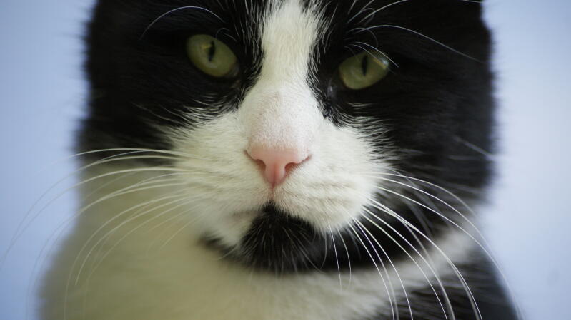 Een zwart-witte kat die naar me kijkt.