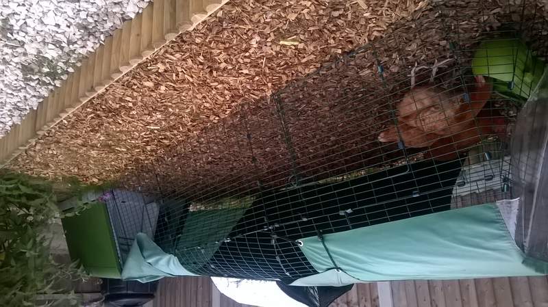 Eglu Go avec course de 3 mètres sur copeaux de bois - une excellente surface d&#39;entretien facile pour les poules