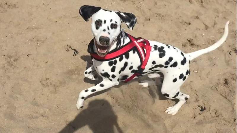 a happy Dalmatian playing on the beach