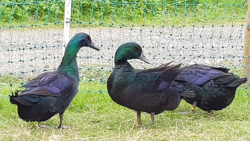 Ducks in garden with Omlet Chicken Fencing