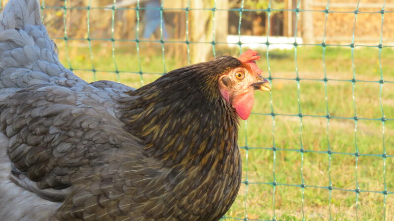 A chicken looking at an Omlet fence