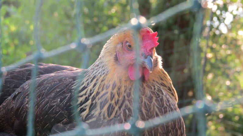 Un poulet à l'intérieur d'une clôture Omlet 