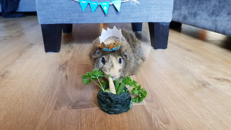 a small brown guinea pig in a living room eating vegetables from a basket whilst wearing a hat