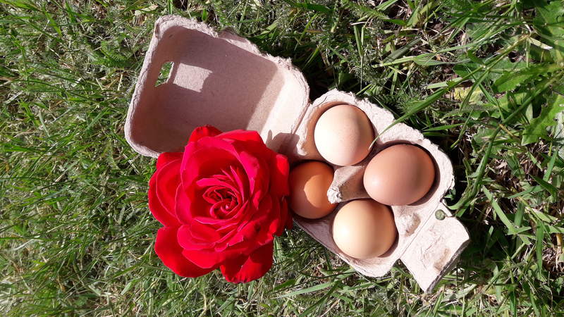 En æggeboks med fire æg - som er en perfekt gave.