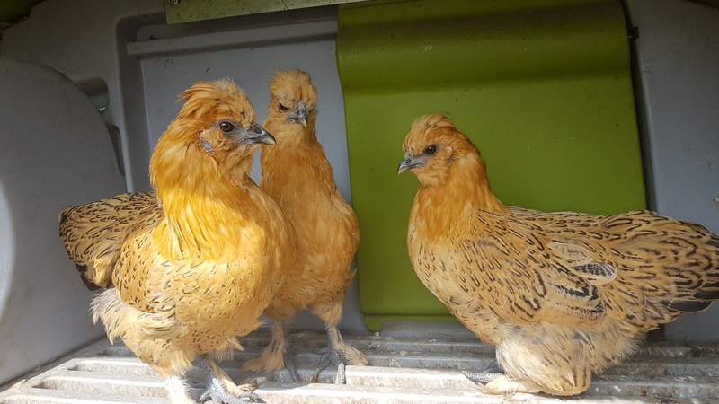 three orange booted bantam chickens in a eglu chicken coop