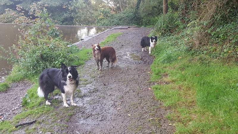 2 black and whites and a red and white border collie