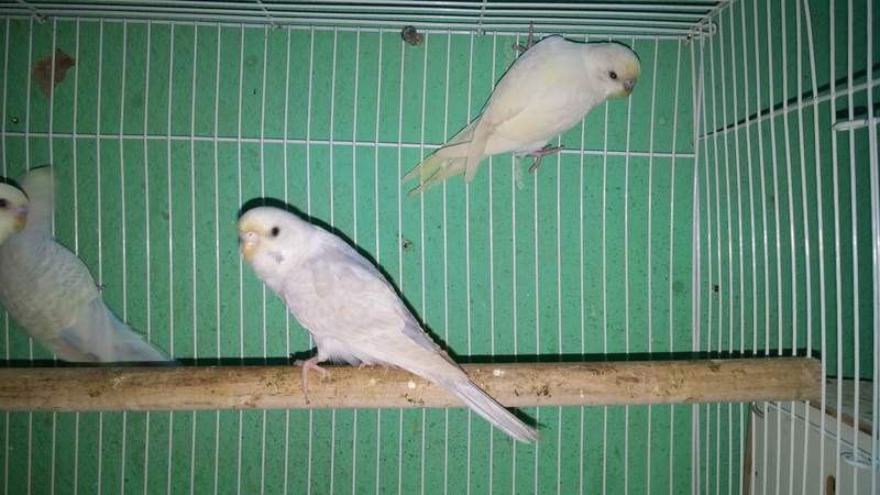 Budgies in cage