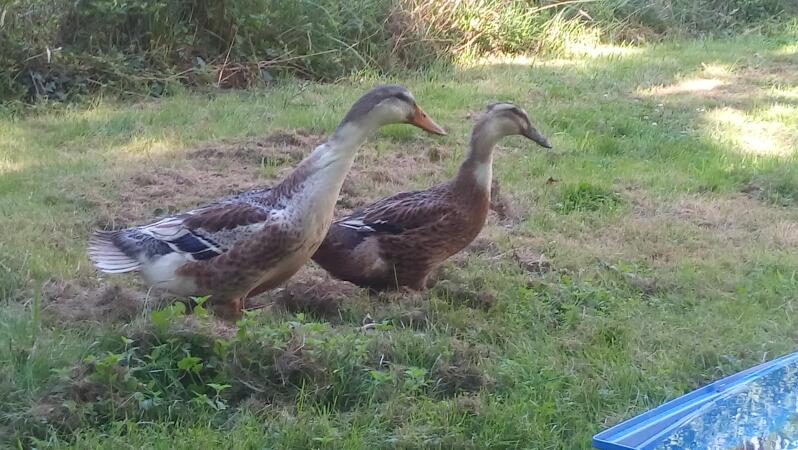two brown ducks in a garden