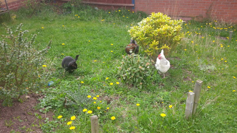 Introducing our cat to the chickens.