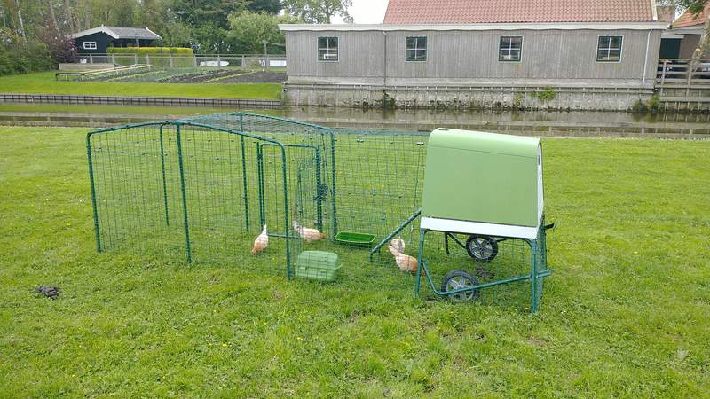 Frisian chickens on pasture