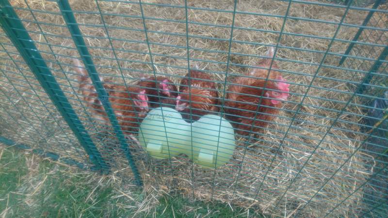 Chickens investigating feeder