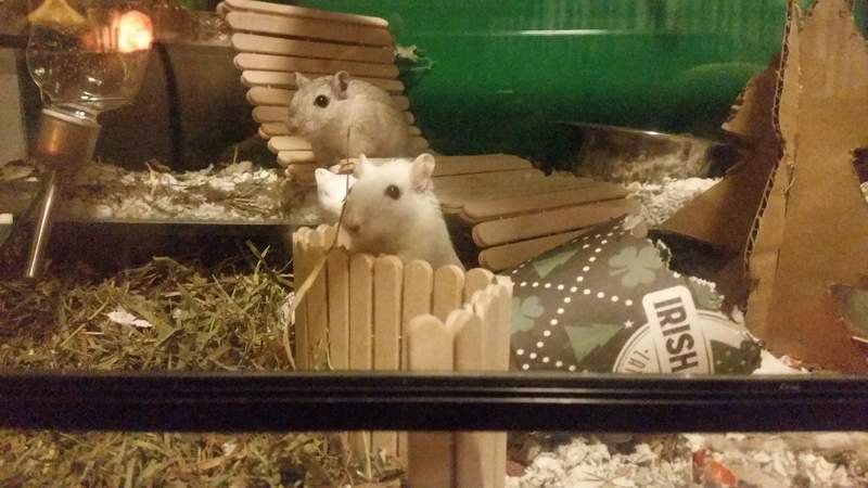 Gerbils on the look out.