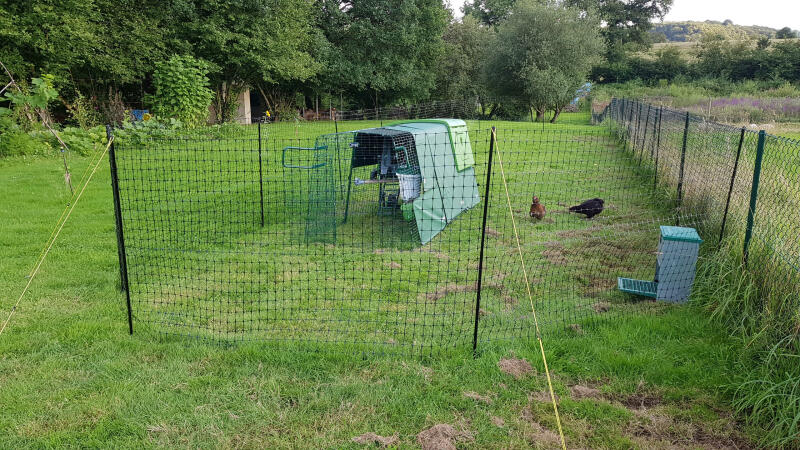 A chicken coop and run installed within chicken fencing