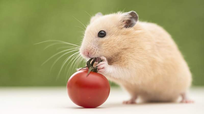 Hamster investigating tomato