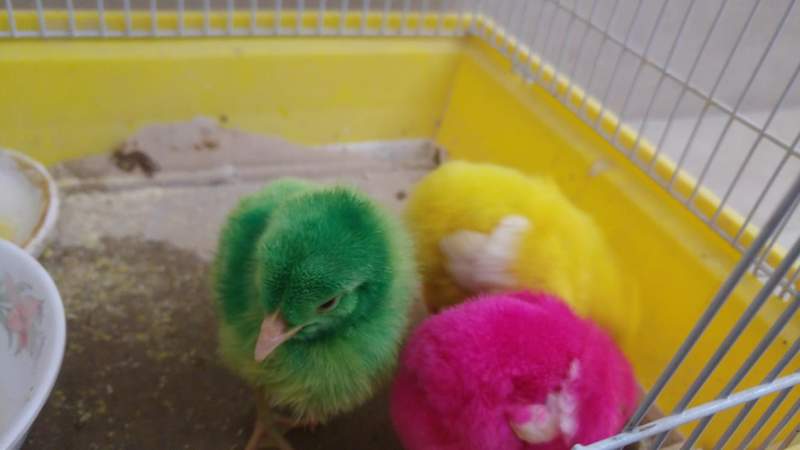 Drie kuikens van verschillende kleur elk, een groene, een roze en een gele