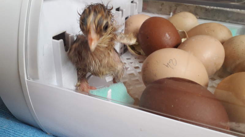 a newly hatched chick in an incubator with lots of eggs